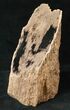 Free-Standing Petrified Wood (Palm) - Eden Valley #16917-1